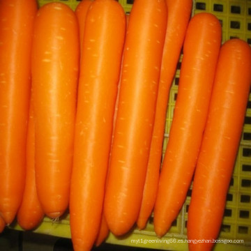 Distribuidor de zanahoria fresca de cosecha 2016 / Wholser